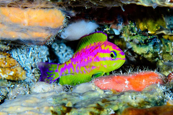Spesies Ikan Baru dengan Warna Unik Ditemukan di Dasar Samudra Atlantik