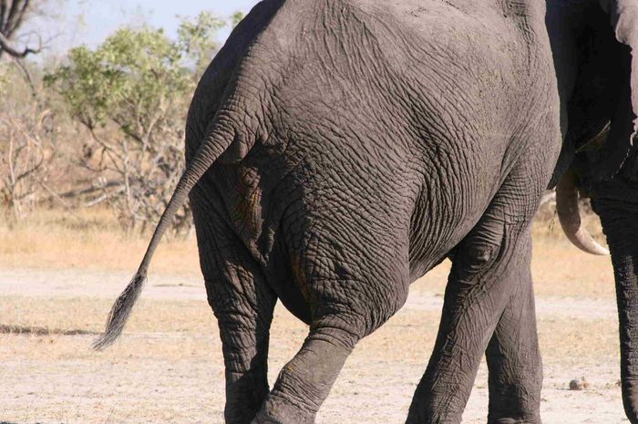 Download 7500 Gambar Ekor Gajah Paling Baru HD