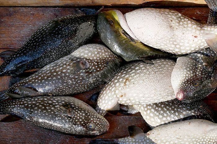 Ikan buntal harganya mahal, tapi ada racun di dalamnya