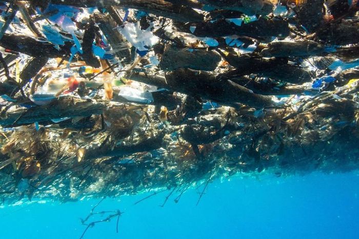 Dampak Sampah Plastik Kian Mengerikan Garam Dan Ikan Teri