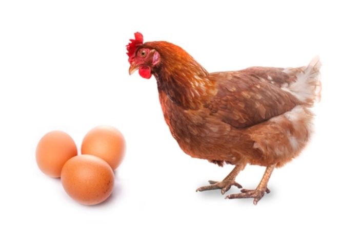Ayam Atau Telur Duluan Nih Ilmuwan Australia Temukan