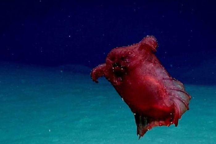 480 Gambar Hewan Teripang Laut Gratis