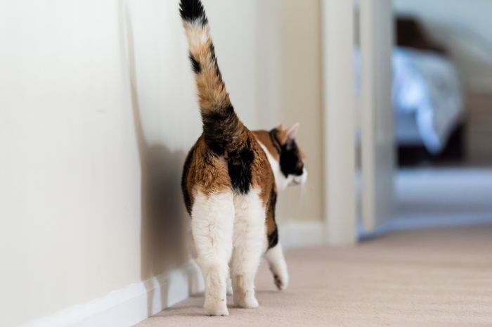Jangan Kesal Dulu Kalau Kucing Mendekatkan Bokongnya ke Wajahmu