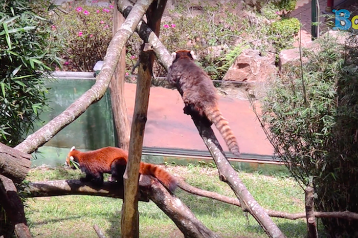 Samasama Menggemaskan, Ini Bedanya Red Panda dan Giant Panda Bobo