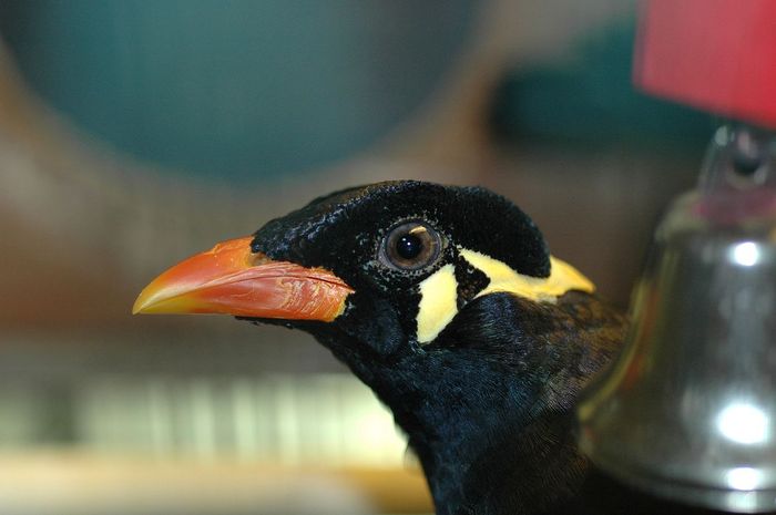 Burung Beo dan Kakatua Bisa Menirukan Suara Manusia, Mengapa Begitu? Bobo