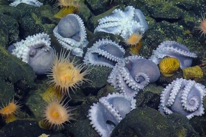 Para Ilmuwan Temukan Peternakan  Gurita  Terbesar di Laut  