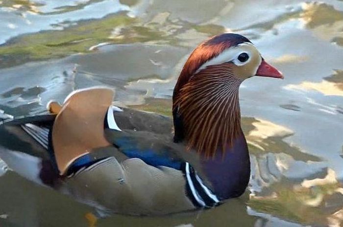 Hebohkan Warga Bebek Langka Ini Tiba Tiba Muncul Di Kebun