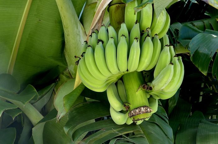 Enggak Nyangka Batang  Pisang  Jika Dikonsumsi dalam Bentuk 