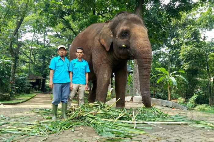 Unduh 7300 Koleksi Gambar Gajah Sedang Makan Rumput Terbaik - Pixabay Pro
