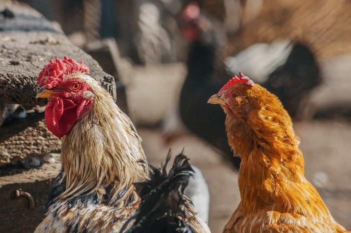 Daging Alot dan Sedikit Ini Alasan  Ayam  Kampung Lebih 