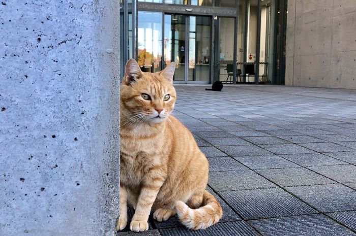 Selama 2 Tahun, Kucing Ini Berusaha Memasuki Sebuah Museum di Jepang Bobo