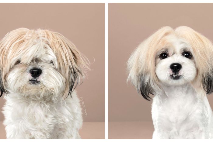 Nggak Cuma Manusia 7 Anjing Ini Jadi Tambah Cakep Usai Nggak Cuma Manusia 7 Anjing Ini Jadi Tambah Cakep Usai