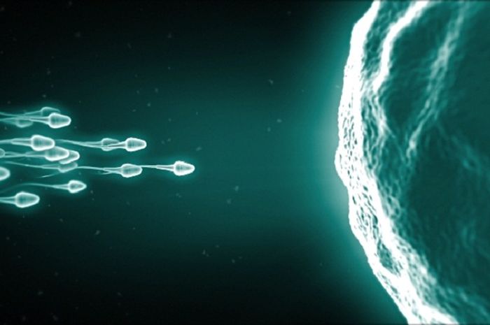 Bertemunya antara sel sperma dan sel telur disebut