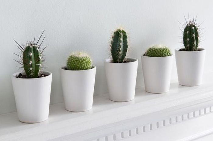 Hampir Terabaikan Ini Dia 5 Cara Menjaga Tanaman Hias Agar