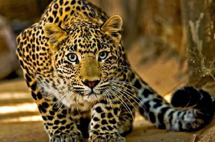 Demi Tangkap Macan Tutul Yang Memangsa Warga Polisi Hutan India Siapkan Umpan Berupa Tiga Manusia Semua Halaman Suar