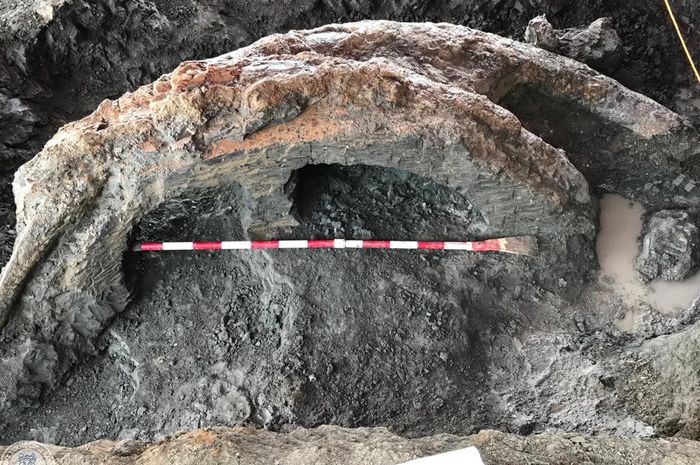 Unduh 5700 Koleksi Gambar Gajah Purba Stegodon Paling Baru 