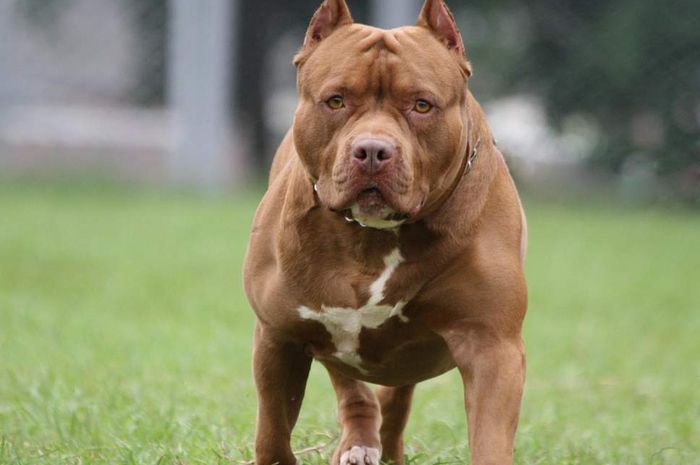 Anjing Pitbull Gigit Satpam Ternyata Ini Cara Merawatnya Agar