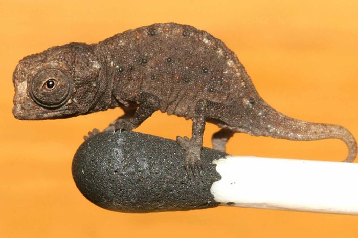 ReptilReptil Terkecil di Dunia, Ada Ular yang Hanya Sebesar Spaghetti