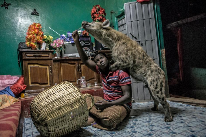 Mengikuti Tradisi Keluarga Ini Hidup Dengan Hyena Puluhan Tahun