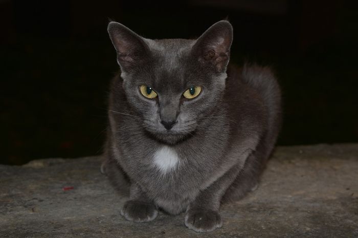 Kenapa Kucing  Suka Bangun di Malam Hari Apakah  Ia Hewan  