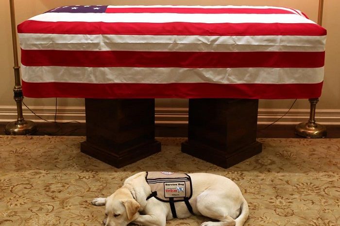 Setelah H. W. Bush Tutup Usia, Apa Tugas Sully Sang Service Dog