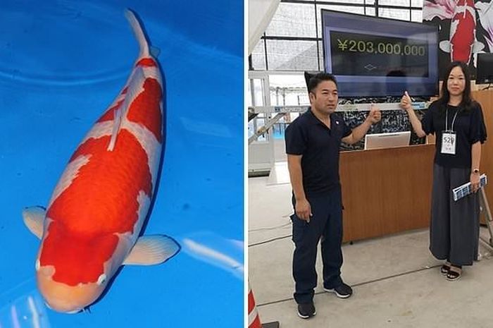 Ikan Koi S Legend dengan harga fantastis