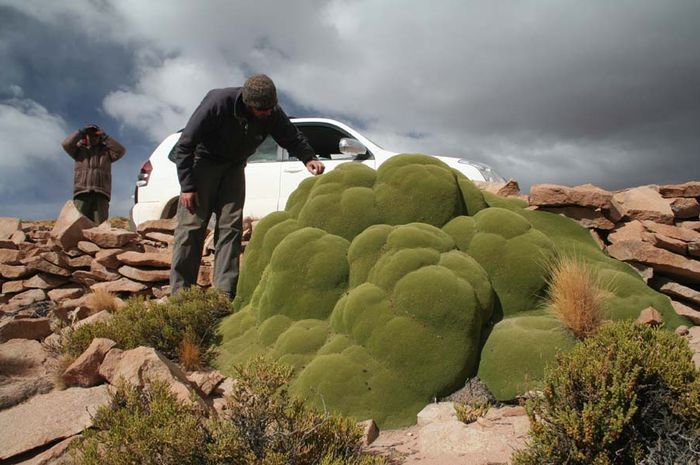 Ada Gumpalan Hijau Misterius di Gurun Atacama, Apa itu 