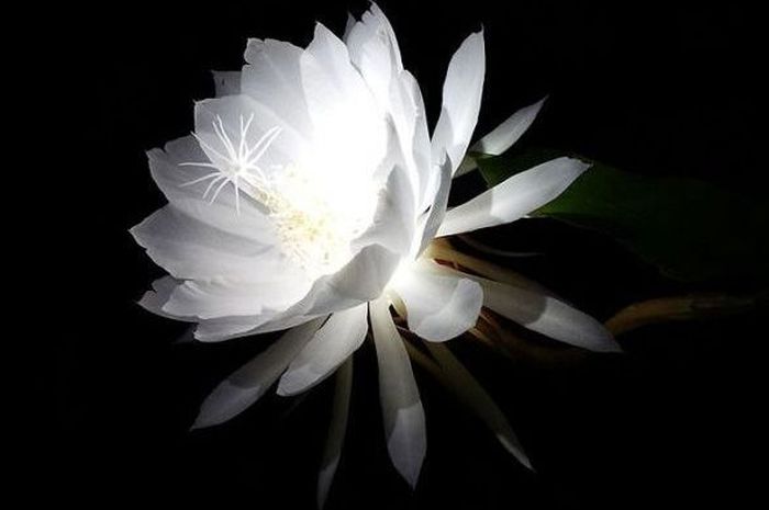 Misteri Bunga  Wijaya  Kusuma  Ratu Malam yang Dipercaya 