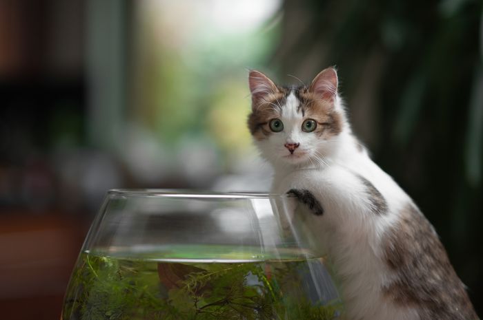 7 Hal yang Hanya Dimengerti Pemilik Kucing, Bagaimana dengan Kamu? Bobo