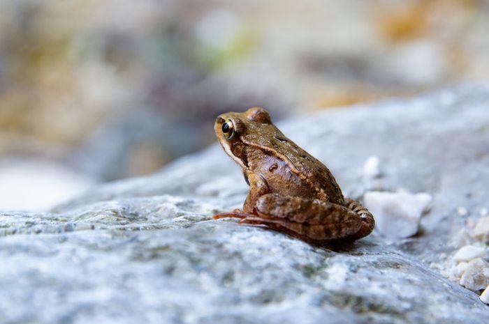 Katak islam mimpi dalam Kenapa wanita