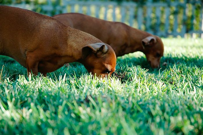 Pernah Lihat Anjing Makan  Rumput Ternyata Ini Penjelasan 