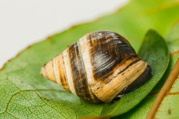 Siput Paling Kesepian di Dunia Telah Mati, Jadi yang Terakhir di