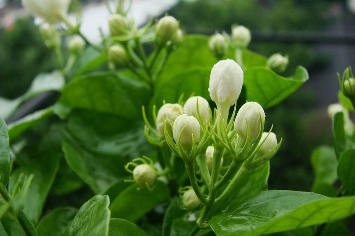 Selalu Dikaitkan Dengan Mistis Siapa Sangka Konsumsi Air Rendaman