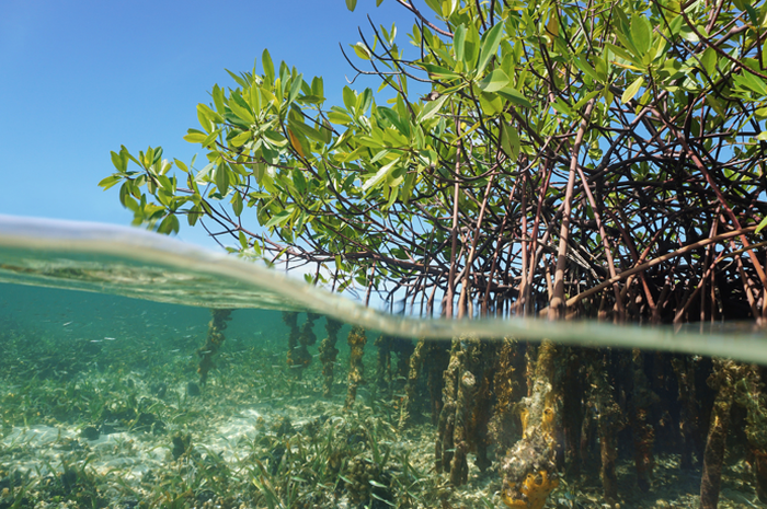 Thomas Heri Wahyono Pahlawan Konservasi Mangrove Laguna Thomas Heri Wahyono Pahlawan Konservasi Mangrove Laguna