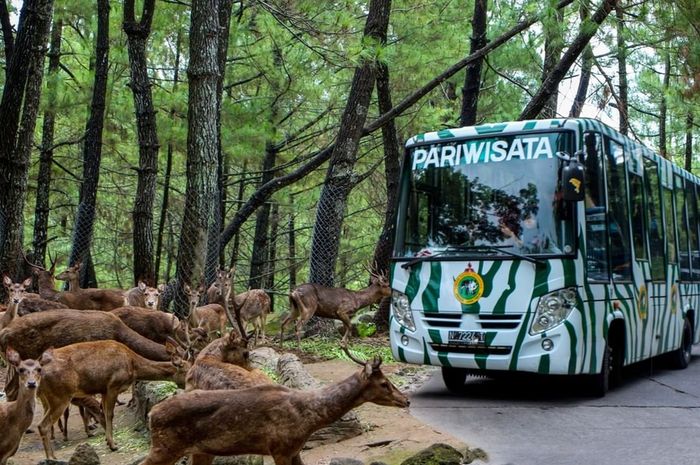 taman safari terbesar di indonesia