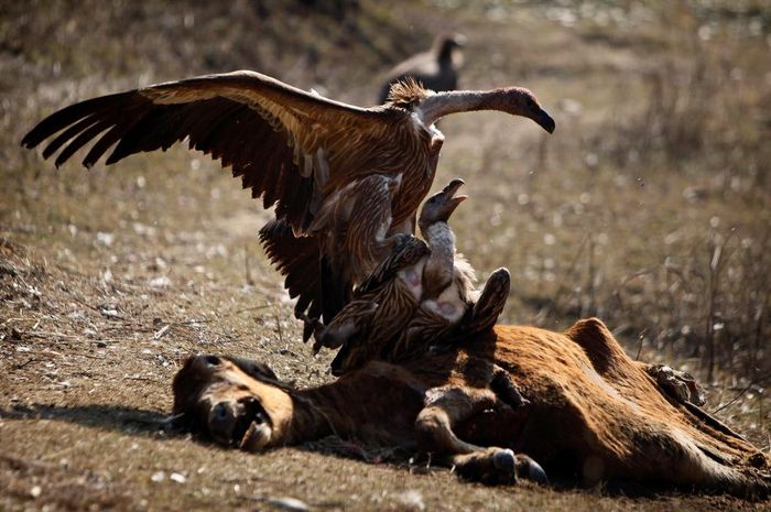 Mampu Mencium Aroma Kematian Dari Jarak 1 Mil Ini Cara Burung