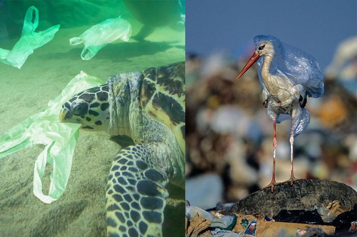 Plis Jangan Buang Sampah Sembarangan Hewan Laut Plis Jangan Buang Sampah Sembarangan Hewan Laut