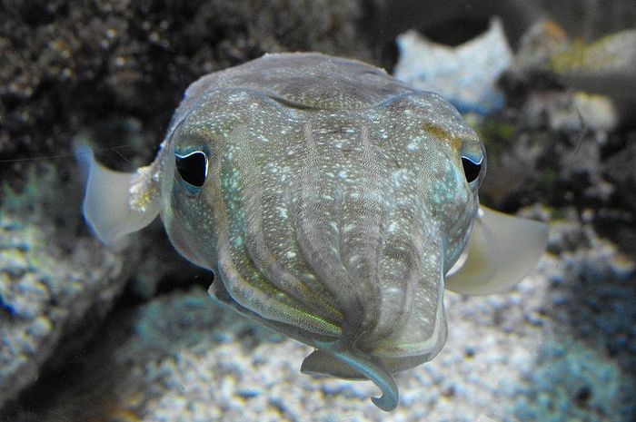 Cumi Cumi Berkembang Biak Dengan Cara Kunci Soal Lengkap