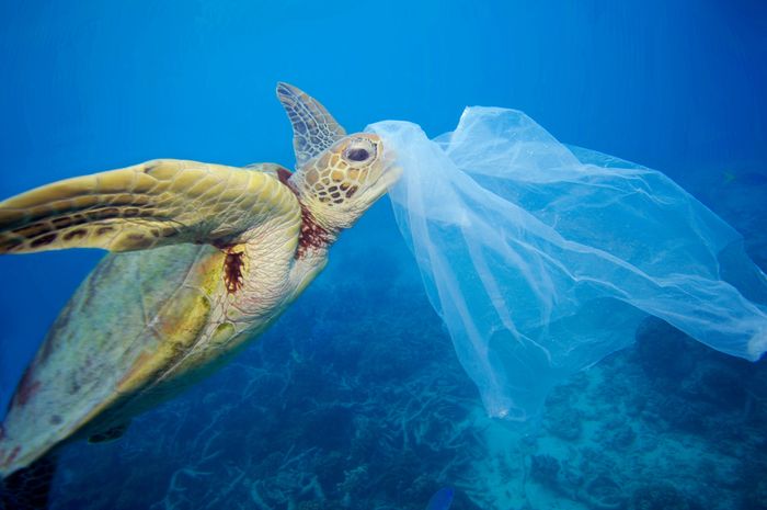 Mengapa Hewan Laut Bisa Sampai Terkecoh Anggap Sampah Plastik