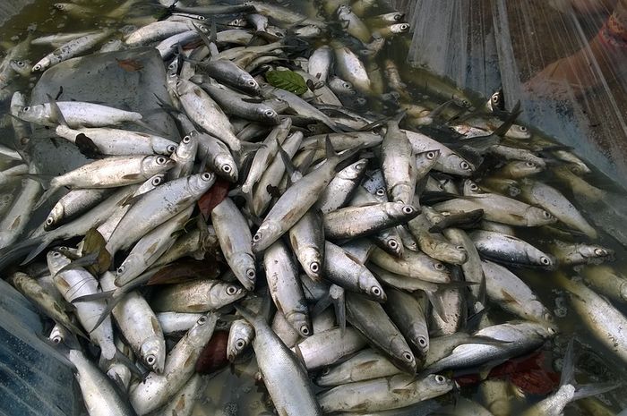 Siapa Suka Makan Ikan Bandeng Meski Murah Ikan Air Payau