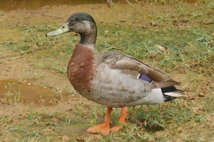 600 Gambar Bebek Banyak HD 600 Gambar Bebek Banyak HD