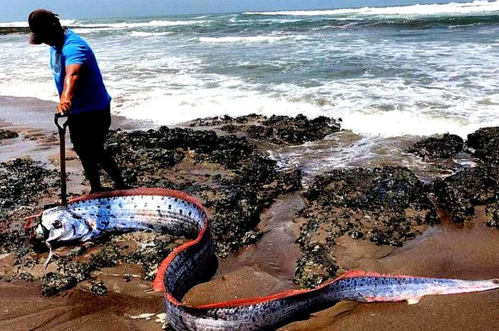 Ikan Ini Muncul Ke Daratan Penduduk Jepang Khawatir Akan Terjadi