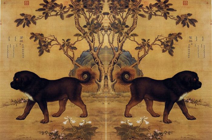 Dianggap Sebagai Simbol Kekayaan Di Tibet Tibetan Mastiff Jadi