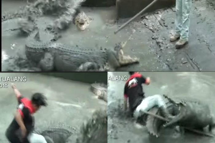 Panji Nyaris kehilangan nyawa diterkam buaya