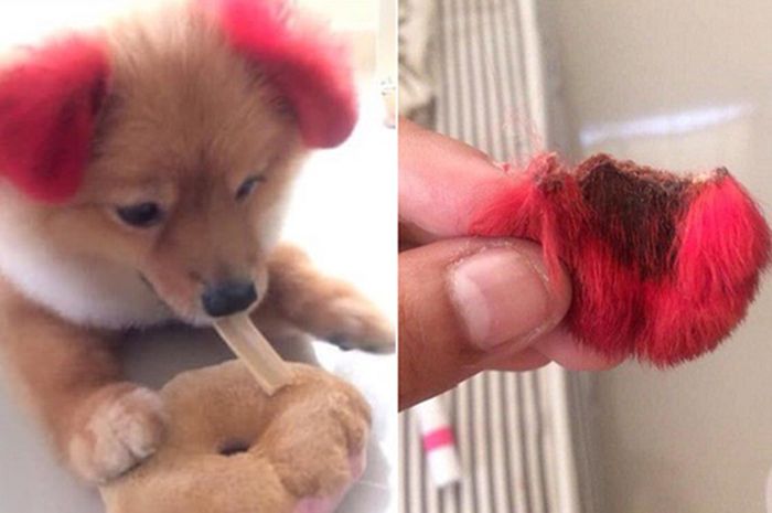 Diwarnai Pink Telinga Anjing Malang Ini Sampai Putus Karena