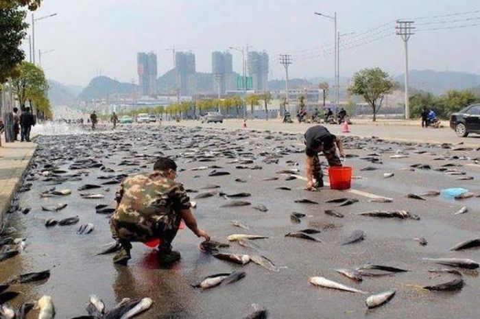 Hujan Ikan Terjadi Setiap Tahun di Honduras