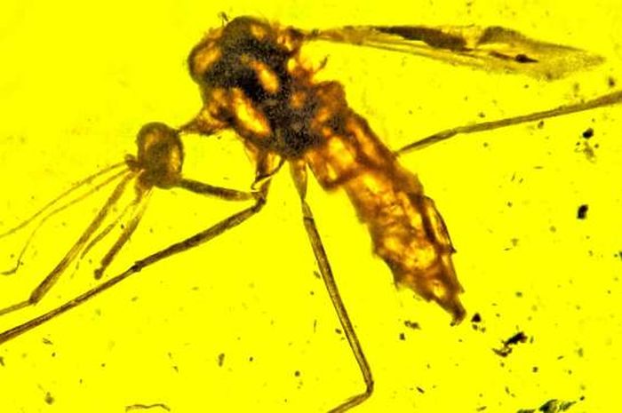 Ditemukan Fosil Nyamuk yang Mungkin Membawa Penyakit Malaria di Zaman