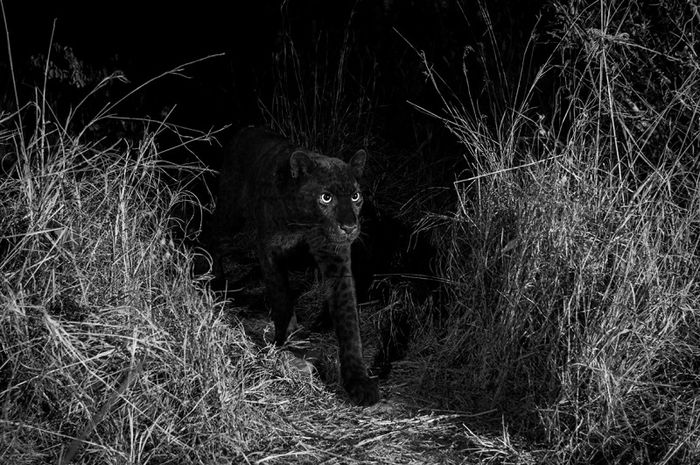 Pertama dalam 100 Tahun, 'Black Panther' Berhasil 