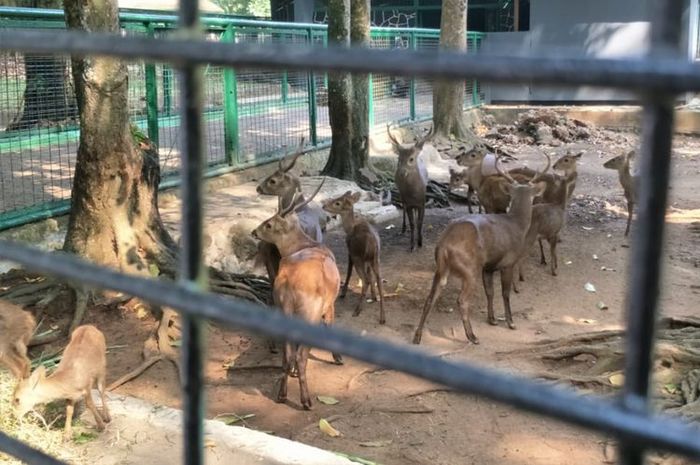 Bukan Hoax, Penyakit Zombie Telah Menyerang Rusa. Selanjutnya Manusia