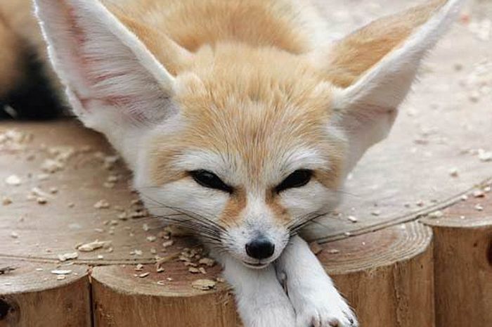 Rubah Fennec Punya Telinga yang Sangat Besar, Untuk Apa, ya? Bobo